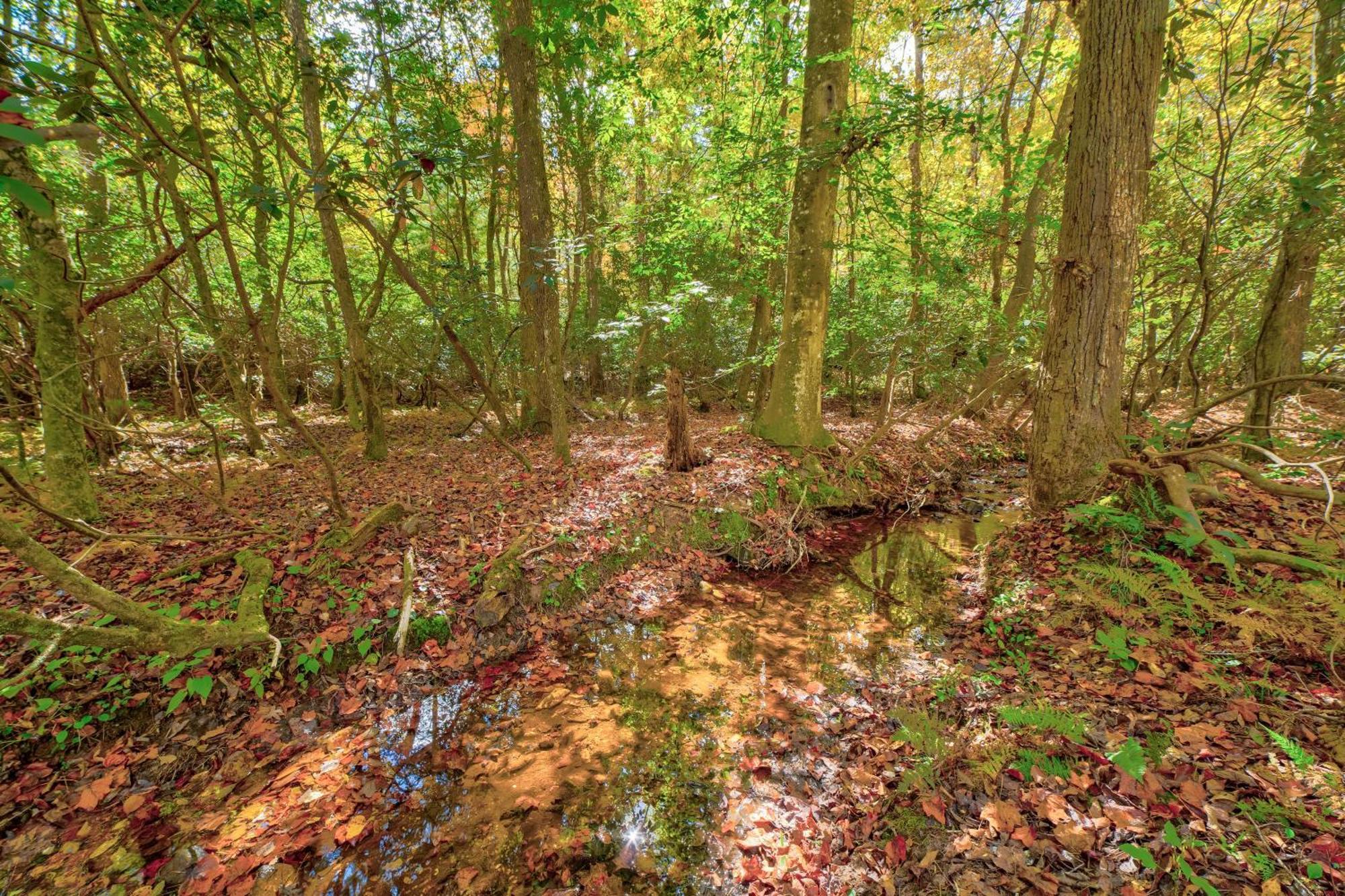 Ferny Creek Cottage Блэрсвилл Экстерьер фото